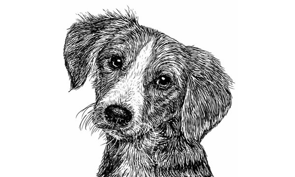 Dog 01 Monochrome / Drawing monochrome illustration vector.