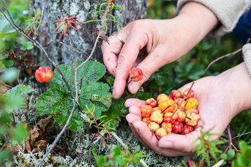 Yellow and red ripe cloudberries in female hand while gathering in forest marsh