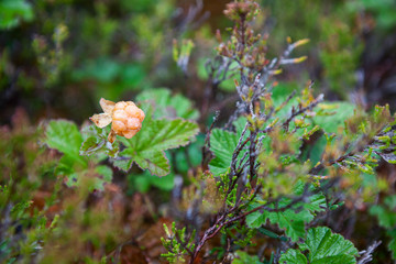 Overripe cloudberry with water drops is on the marshes in North Karelia
