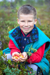 Small cute boy gathering cloudberries on the forest marsh