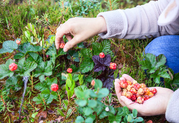 Female Caucasian hands gathering fresh cloudberries at forest swamp in north - obrazy, fototapety, plakaty