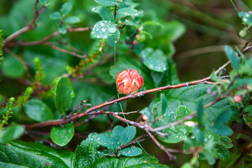 Ripe cloudberry berry with water drops is on the marshes in North Karelia
