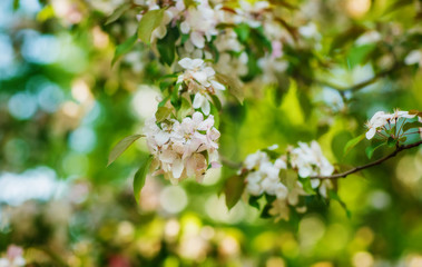 Blossom apple tree