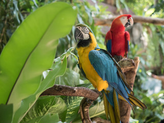 Parrot