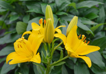 Yellow lilies