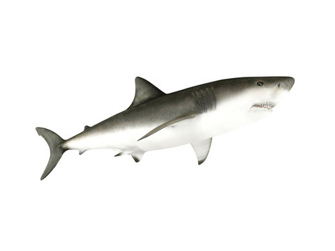3D render shark isolated on white background