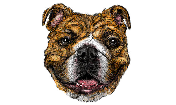 Dog 04 color / Drawing and paint color illustration vector.