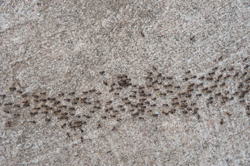 a lot of ants traveling in a row on the cement