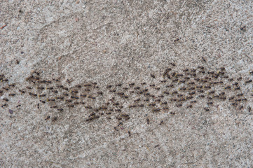 Fototapeta na wymiar a lot of ants traveling in a row on the cement