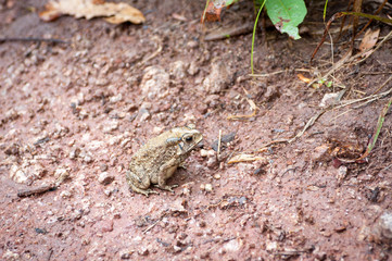 Common toad,Thailand