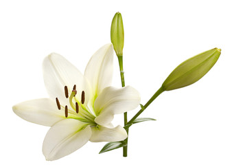 Naklejka na ściany i meble White lily flower head