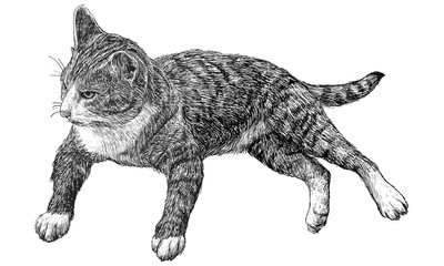 Young cat monochrome 03 V8 / Drawing monochrome High resolution illustration vector.