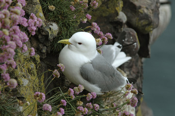Mouétte tridactyle, Risa tridactyla, nid, Armeria maritima, Armérie maritime