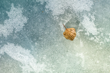 Autumn leaf on the ice.