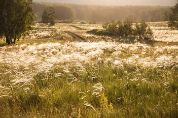 Field with wild grasses at sunset.