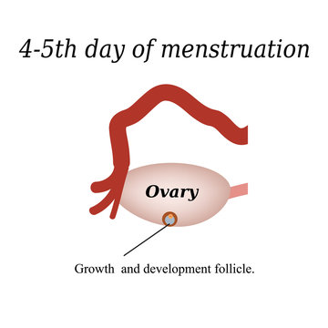 4-5 day of menstruation - the growth and development of the