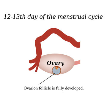 12-13 days of o  the menstrual cycle - a fully developed ovarian