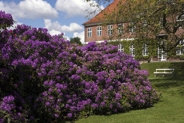 Fototapeta na wymiar Rhododendron garden
