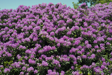 Obraz premium Purple rhododendron
