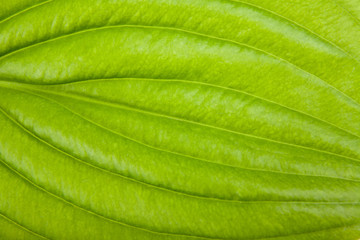 green sheet