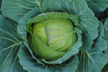 Obraz premium Cabbage head in vegetable garden