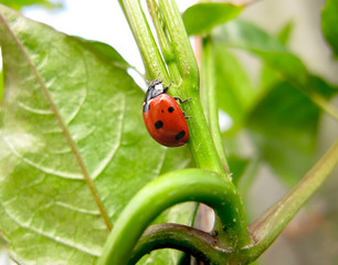 Ladybug close-up
