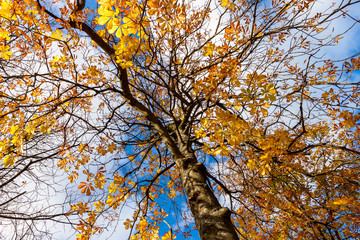 tree with yellow autumn leave