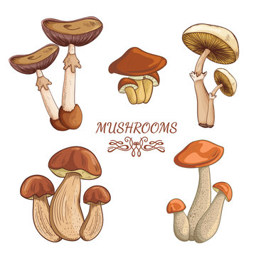 Set with a variety of vintage colorful realistic mushrooms. Retro hand drawn vector illustration
