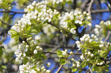 Pear Flowers