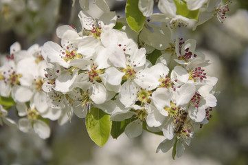 Pear Flowers