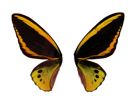 Wings Ornitoptera priamus. Yellow Butterfly on white background