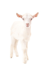 Portrait of a white goat, standing in full length