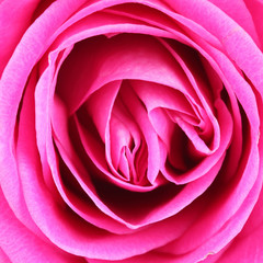 Obraz na płótnie Canvas Makroaufnahme einer Rose