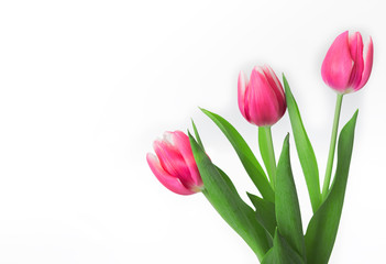 Bouquet of tulips on white background