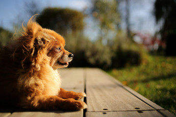 Portrait of a chihuahua puppy outdoors