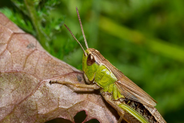 Fototapeta premium Insect macro grasshopper sits on a brown leaf ( selective focus)
