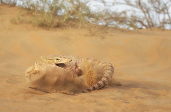 Desert monitor (Varanus griseus) slapping it's tail against the sand, Sharjah, UAE