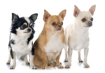 Obraz premium group of chihuahuas