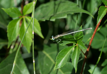 Libellule © Marylène