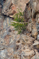 Stone wall with tree growing out of it