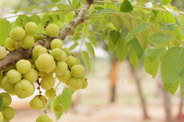 Star gooseberry  fruit