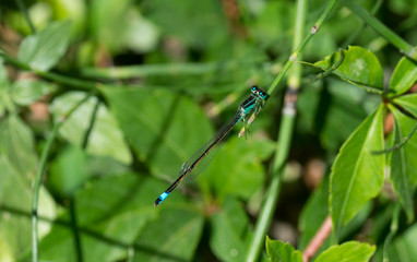 Libellule