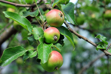 Зеленые красные яблоки на дереве летом