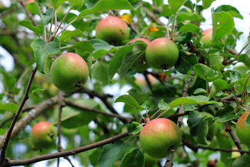Зеленые красные яблоки на дереве летом