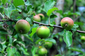 Зеленые красные яблоки на дереве летом