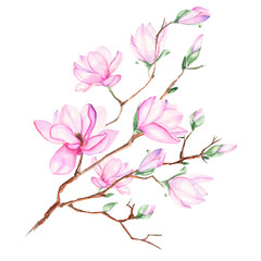 Illustration with magnolia branch with pink flowers painted in watercolor on a white background