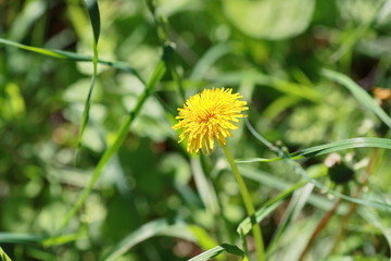 Одинокий одуванчик