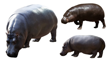 Set of hippopotamus