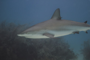 Carcharhinus perzii