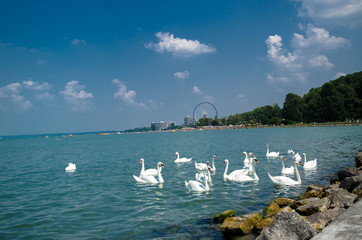 Swan flock on the Balaton lake in Siofok with Ferris wheel in th